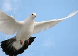 Burung Merpati Mencapai Tahap Dewasa Setelah Berusia Titik-Titik Bulan